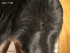 Playful pooch copulates brute sex friendly cougar on live webcam 